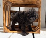 Small Photo #1 Poodle (Miniature) Puppy For Sale in CURTISS, WI, USA
