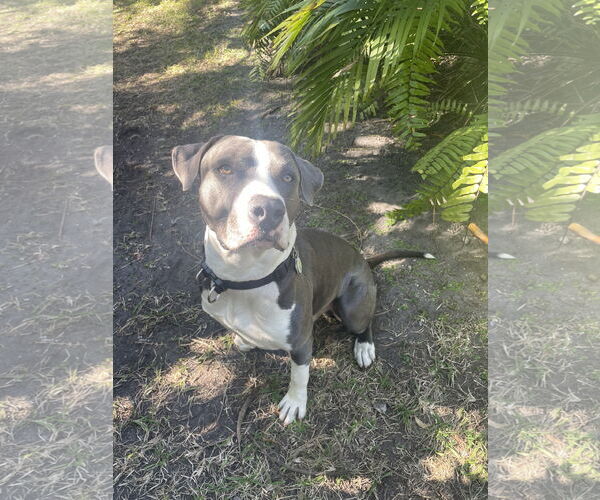 Medium Photo #1 Boxer-Retriever  Mix Puppy For Sale in Miami, FL, USA
