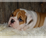 Small Photo #14 English Bulldog Puppy For Sale in VERONA, MO, USA
