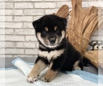 Small Photo #9 Shiba Inu Puppy For Sale in SAN FRANCISCO, CA, USA