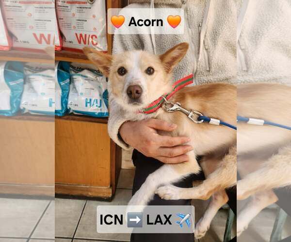 Medium Photo #1 Mutt Puppy For Sale in Agoura Hills, CA, USA