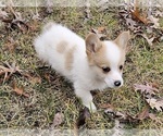 Small Photo #4 Pembroke Welsh Corgi Puppy For Sale in CLARK, MO, USA