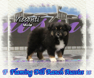 Miniature Australian Shepherd Puppy for sale in FORESTBURG, TX, USA