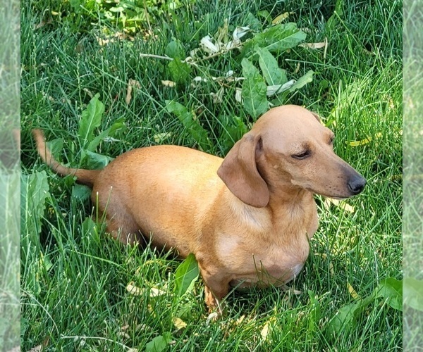 Medium Photo #1 Dachshund Puppy For Sale in KUNA, ID, USA