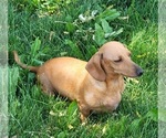 Small Photo #1 Dachshund Puppy For Sale in KUNA, ID, USA