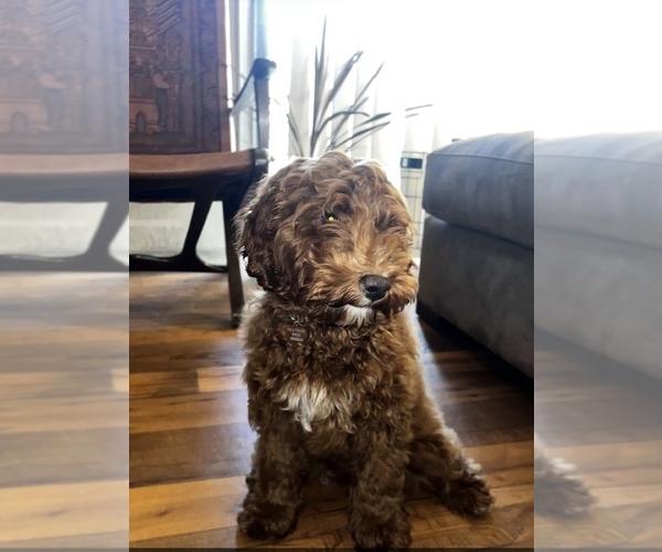 Medium Photo #1 Australian Labradoodle Puppy For Sale in KNOXVILLE, TN, USA