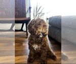 Small Photo #1 Australian Labradoodle Puppy For Sale in KNOXVILLE, TN, USA