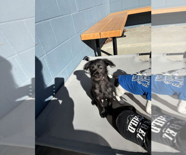 Medium Photo #2 Mutt Puppy For Sale in Elmsford, NY, USA