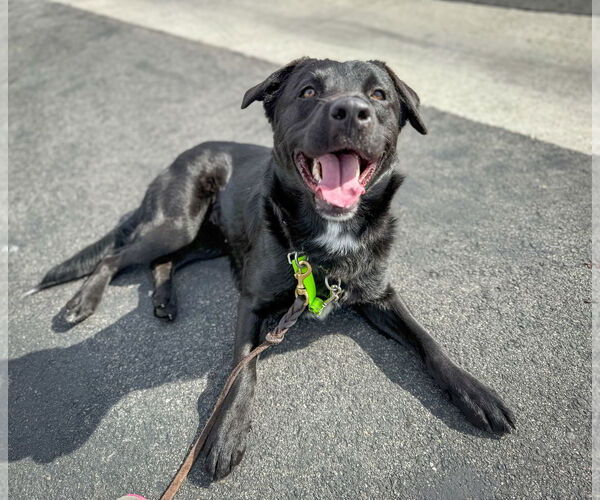 Medium Photo #7 Labrador Retriever Puppy For Sale in San Diego, CA, USA
