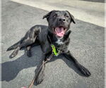 Small #6 Labrador Retriever