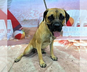 Boxer-Mastiff Mix Dogs for adoption in Long Beach, CA, USA