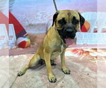 Small Boxer-Mastiff Mix