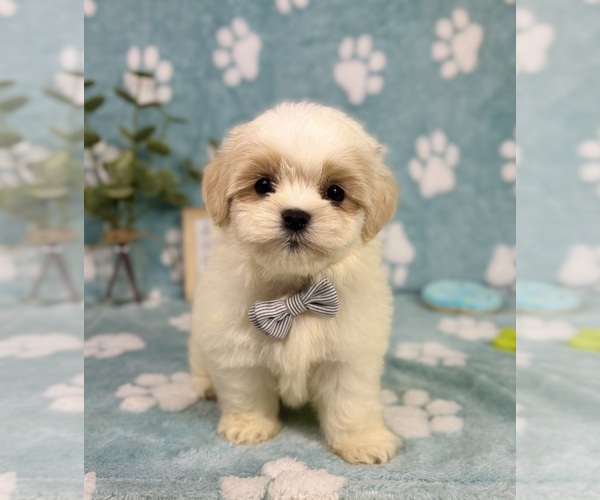 Medium Photo #7 Mal-Shi Puppy For Sale in NOBLESVILLE, IN, USA