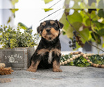Small #1 Shorkie Tzu