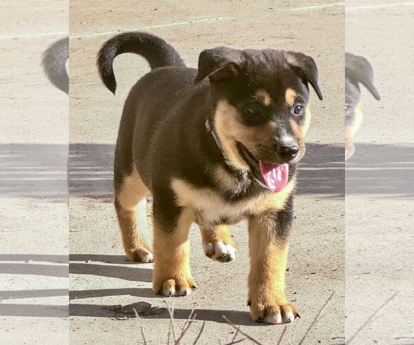 Medium Photo #8 Gerberian Shepsky Puppy For Sale in Corona, CA, USA