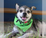 Small Mutt