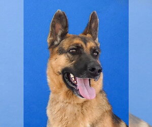 German Shepherd Dog Dogs for adoption in Pasadena, CA, USA