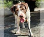 Small #2 Border Collie Mix