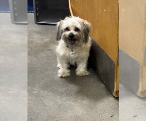 Cavapoo (Miniature) Dogs for adoption in Forestville, MD, USA