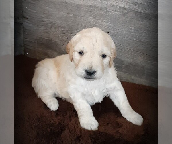 Medium Photo #1 Goldendoodle-Poodle (Miniature) Mix Puppy For Sale in HUTCHINSON, KS, USA