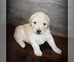 Small Photo #1 Goldendoodle-Poodle (Miniature) Mix Puppy For Sale in HUTCHINSON, KS, USA