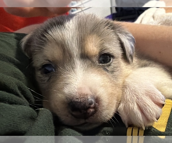 Medium Photo #11 Aussie Siberian Puppy For Sale in LADY LAKE, FL, USA