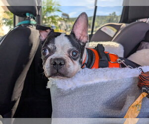 Betsy - Female Boston Terrier Dog for Adoption - Photo #3