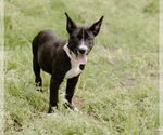 Small #23 Labrador Retriever Mix