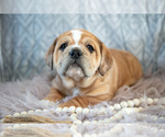 Small Photo #8 Beabull Puppy For Sale in MILLERSBURG, OH, USA