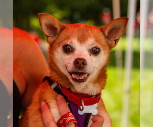 Charley - Male Chihuahua-Unknown Mix Dog for Adoption - Photo #32