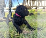 Small Photo #27 Rottle Puppy For Sale in CHICKAMAUGA, GA, USA