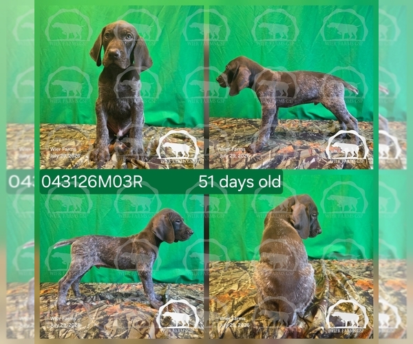 Medium Photo #8 German Shorthaired Pointer Puppy For Sale in MOYIE SPRINGS, ID, USA