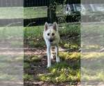 Small #2 German Shepherd Dog