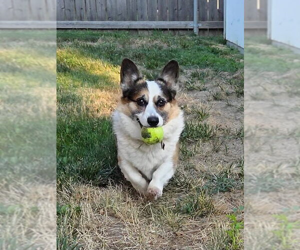 Medium Photo #1 Mutt Puppy For Sale in Denver , CO, USA