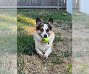 Mutt Dogs for adoption in Denver , CO, USA