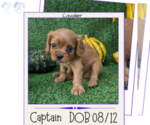 Puppy Captain Cavalier King Charles Spaniel