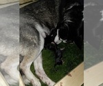 Small Photo #74 Siberian Husky Puppy For Sale in ALTON, IL, USA