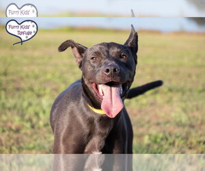 Retriever -Unknown Mix Dogs for adoption in Lee's Summit, MO, USA