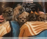Small Photo #4 Shih Apso-Shih Tzu Mix Puppy For Sale in SCOTTSDALE, AZ, USA