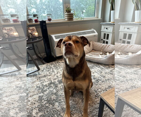 Medium Photo #3 American Pit Bull Terrier-Unknown Mix Puppy For Sale in Minneapolis, MN, USA