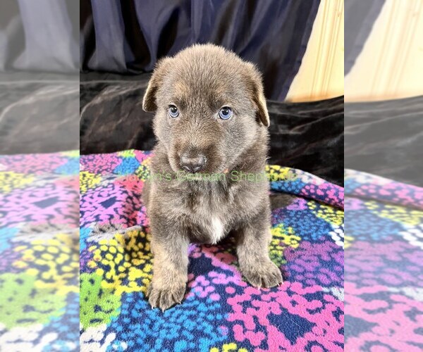 Medium Photo #1 German Shepherd Dog Puppy For Sale in PIEDMONT, MO, USA
