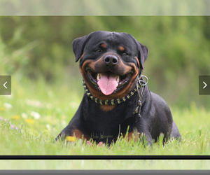 Father of the Rottweiler puppies born on 04/05/2025