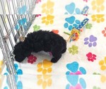 Small #1 Yorkipoo