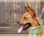 Small #29 American Staffordshire Terrier-German Shepherd Dog Mix