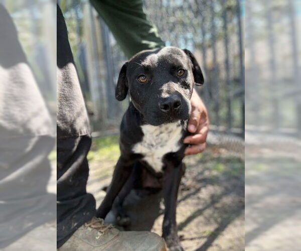 Medium Photo #2 Mutt Puppy For Sale in Riverside, CA, USA