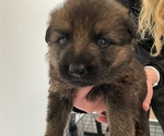 Small Photo #18 German Shepherd Dog Puppy For Sale in INMAN, SC, USA