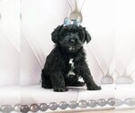Puppy 2 Poodle (Toy)-Yorkshire Terrier Mix