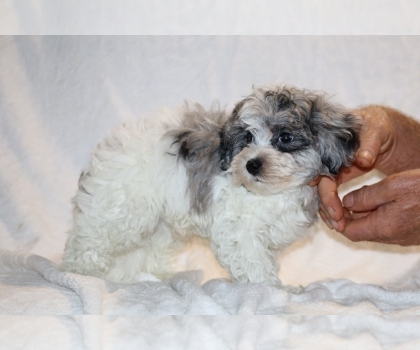Medium Photo #16 ShihPoo Puppy For Sale in DYERSBURG, TN, USA