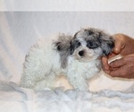 Small #15 ShihPoo