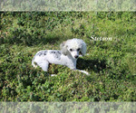 Small #20 Poodle (Miniature)